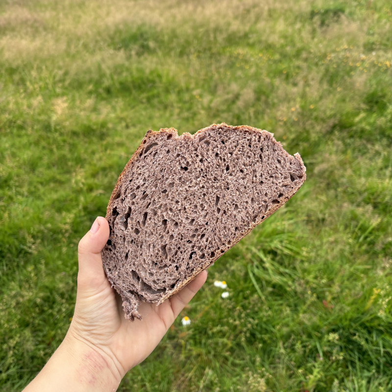Jærpurpur